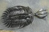 Short Trident Walliserops Trilobite - Timrzit, Morocco #348372-1